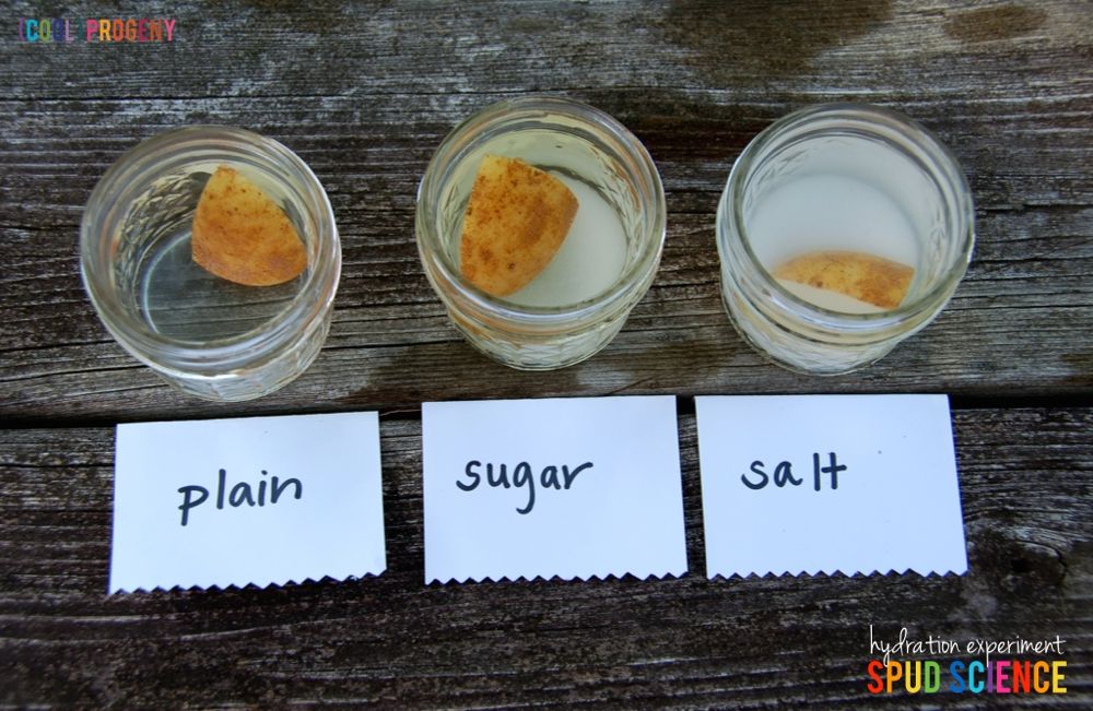 Potato Hydration Experiment