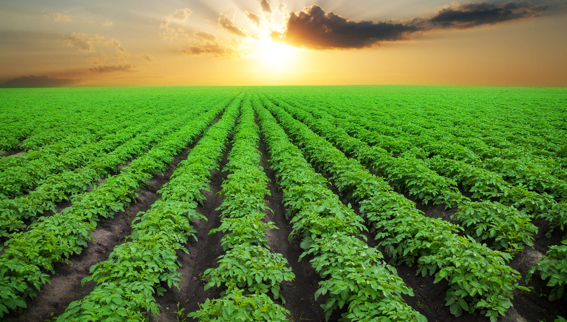 The Voice of the Alberta Potato Industry 