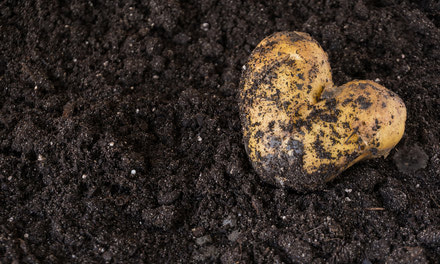 Teacher Resources - Kids Dig Spuds