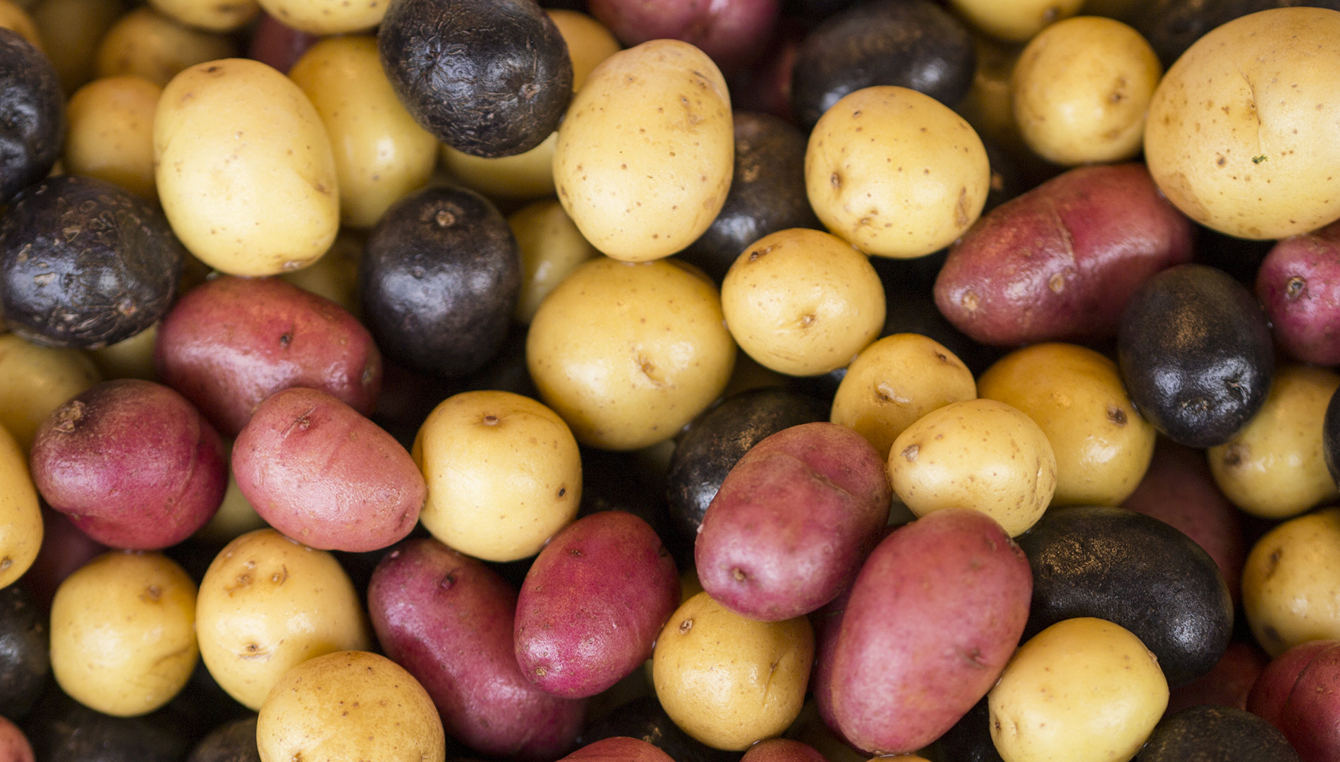 Potato Varieties