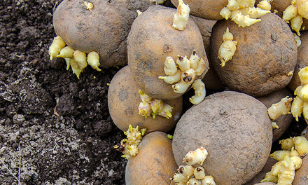 Alberta Seed Potatoes