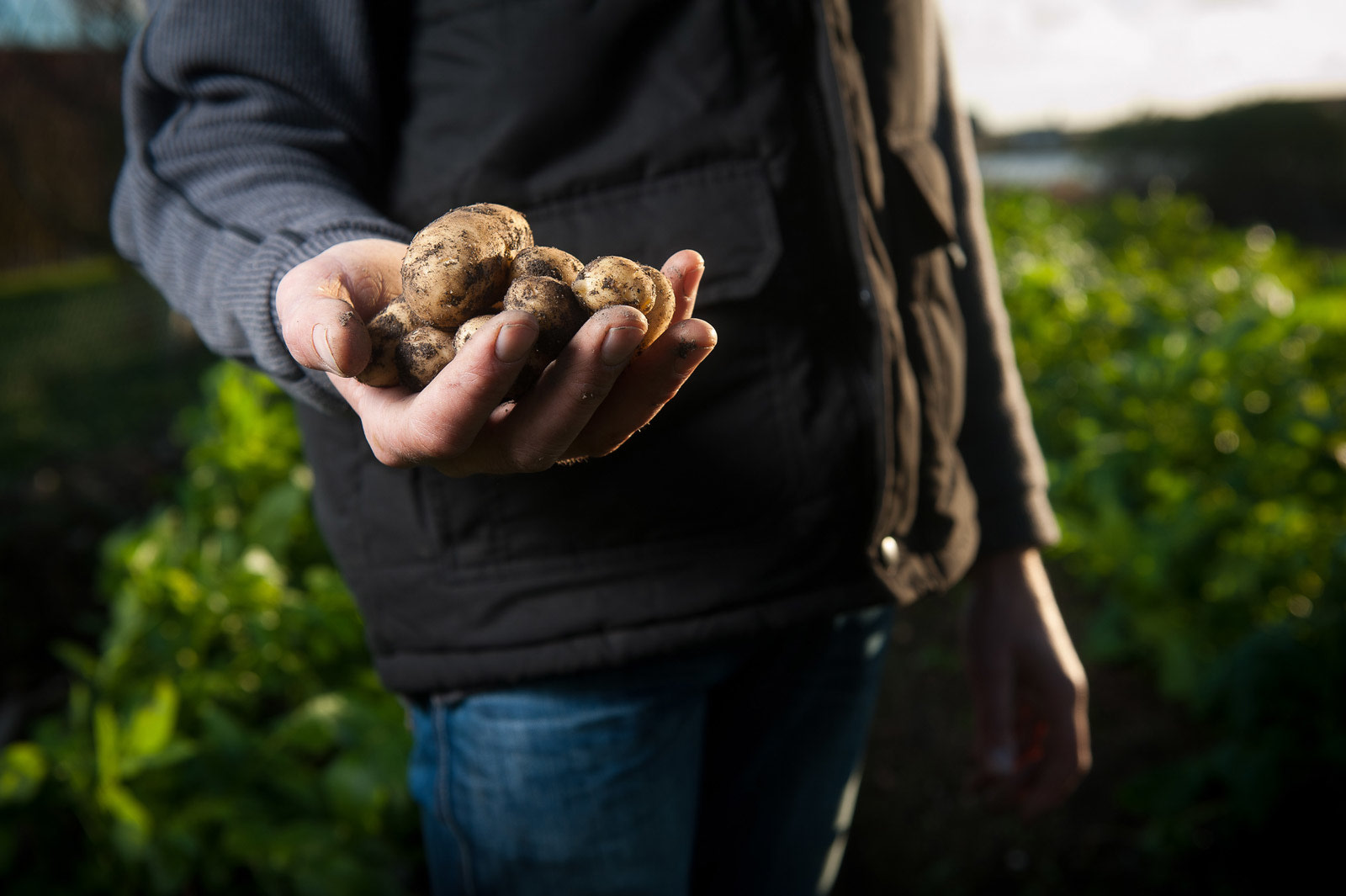 # Growing **Healthy** Potatoes **Together**